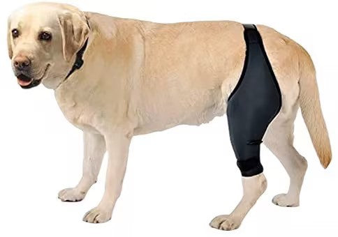 Dog Rehabilitation Support Belt for Injury Recovery