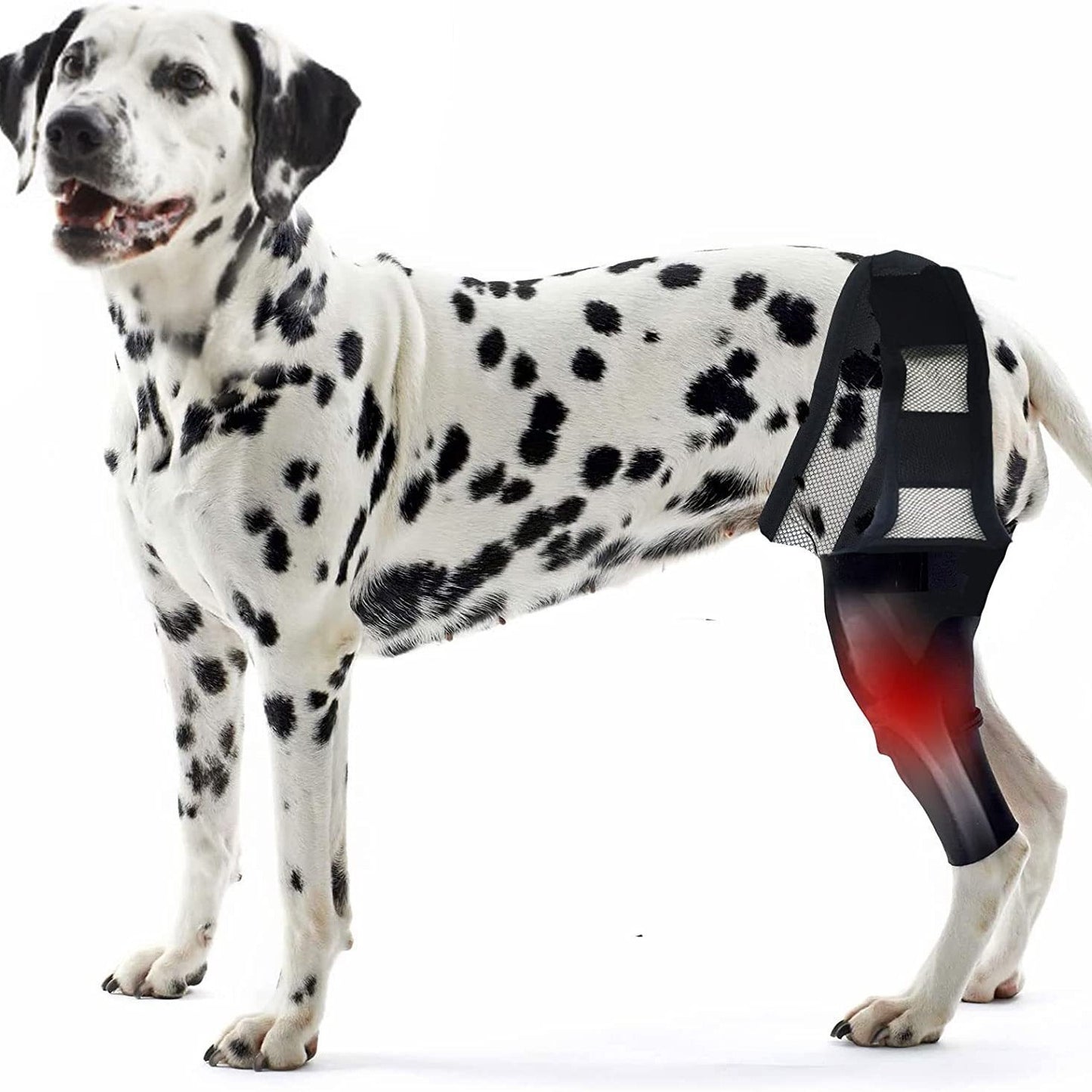 Dog Rehabilitation Support Belt for Injury Recovery